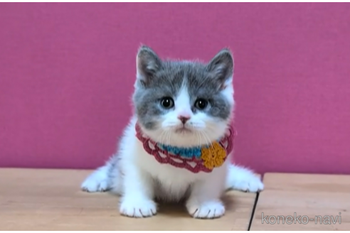 成約済の東京都のブリティッシュショートヘア-105337の3枚目